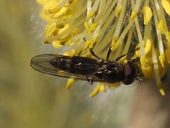 Platycheirus ambiguus