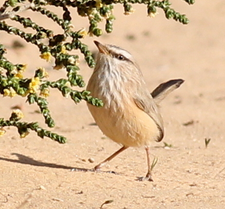 Scrub Warbler