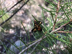 Acacia quadrilateralis