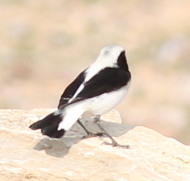 Finsch's Wheatear (Oenanthe finschii), photo 9