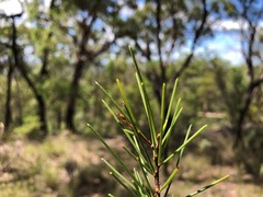Acacia quadrilateralis
