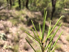 Acacia quadrilateralis
