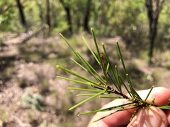 Acacia quadrilateralis