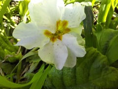 Primula vulgaris rubra