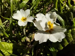 Primula vulgaris rubra