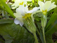 Primula vulgaris rubra