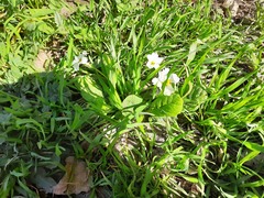 Primula vulgaris rubra