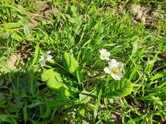Primula vulgaris rubra
