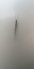 Tetragnatha