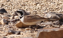Eremophila bilopha