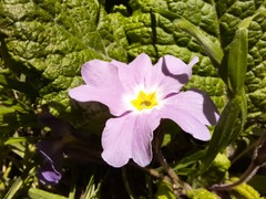Primula vulgaris rubra