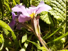 Primula vulgaris rubra