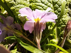 Primula vulgaris rubra