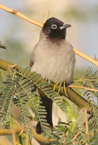 White-spectacled Bulbul (Pycnonotus xanthopygos), photo 7
