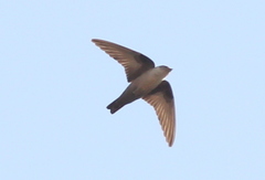 Ptyonoprogne