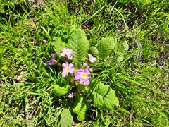 Primula vulgaris rubra