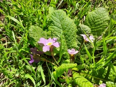 Primula vulgaris rubra
