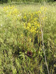 Jacobaea vulgaris pannonica