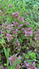 Lamium purpureum