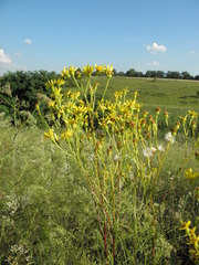 Jacobaea vulgaris pannonica