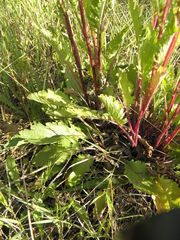 Jacobaea vulgaris pannonica