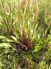 Jacobaea vulgaris pannonica
