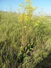 Jacobaea vulgaris pannonica