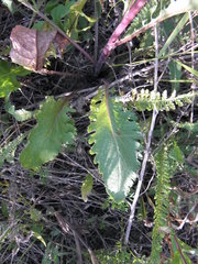 Jacobaea vulgaris pannonica