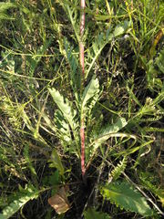 Jacobaea vulgaris pannonica