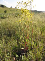 Jacobaea vulgaris pannonica