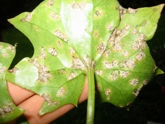 Coleosporium