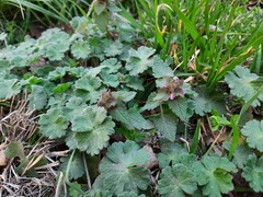 Lamium purpureum