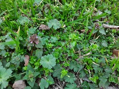Lamium purpureum