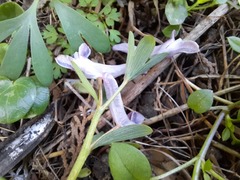 Corydalis tarkiensis