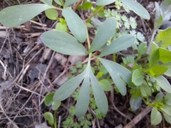 Corydalis tarkiensis