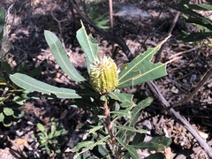 Banksia integrifolia compar
