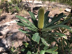 Banksia integrifolia compar