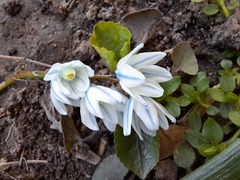 Puschkinia scilloides