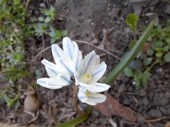 Puschkinia scilloides