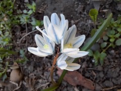 Puschkinia scilloides