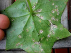 Coleosporium