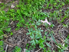 Corydalis tarkiensis