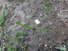 Puschkinia scilloides