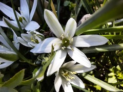 Ornithogalum sintenisii