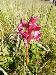 Anacamptis papilionacea papilionacea