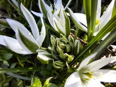 Ornithogalum sintenisii