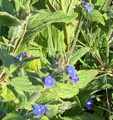 Pentaglottis sempervirens
