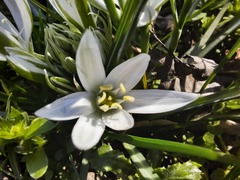 Ornithogalum sintenisii