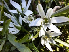 Ornithogalum sintenisii