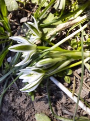 Ornithogalum sintenisii